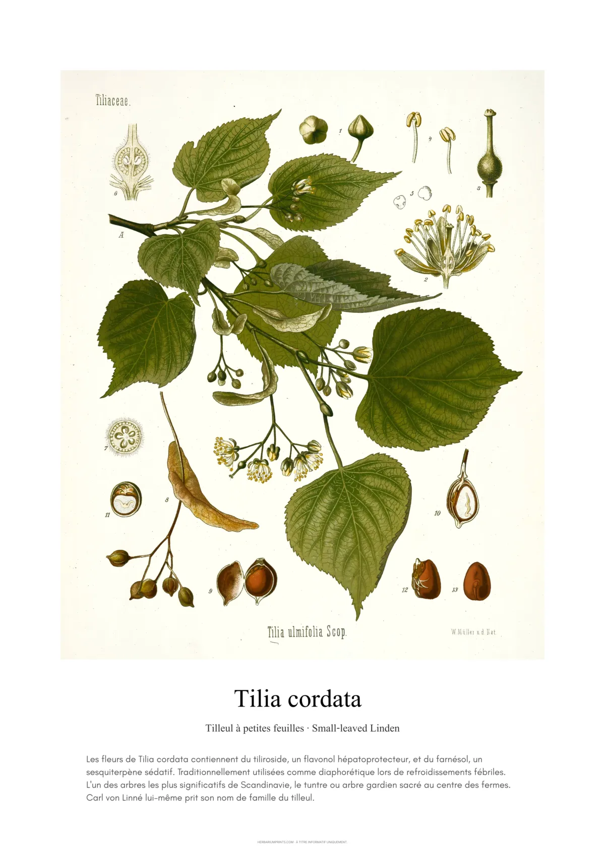 Tilia cordata