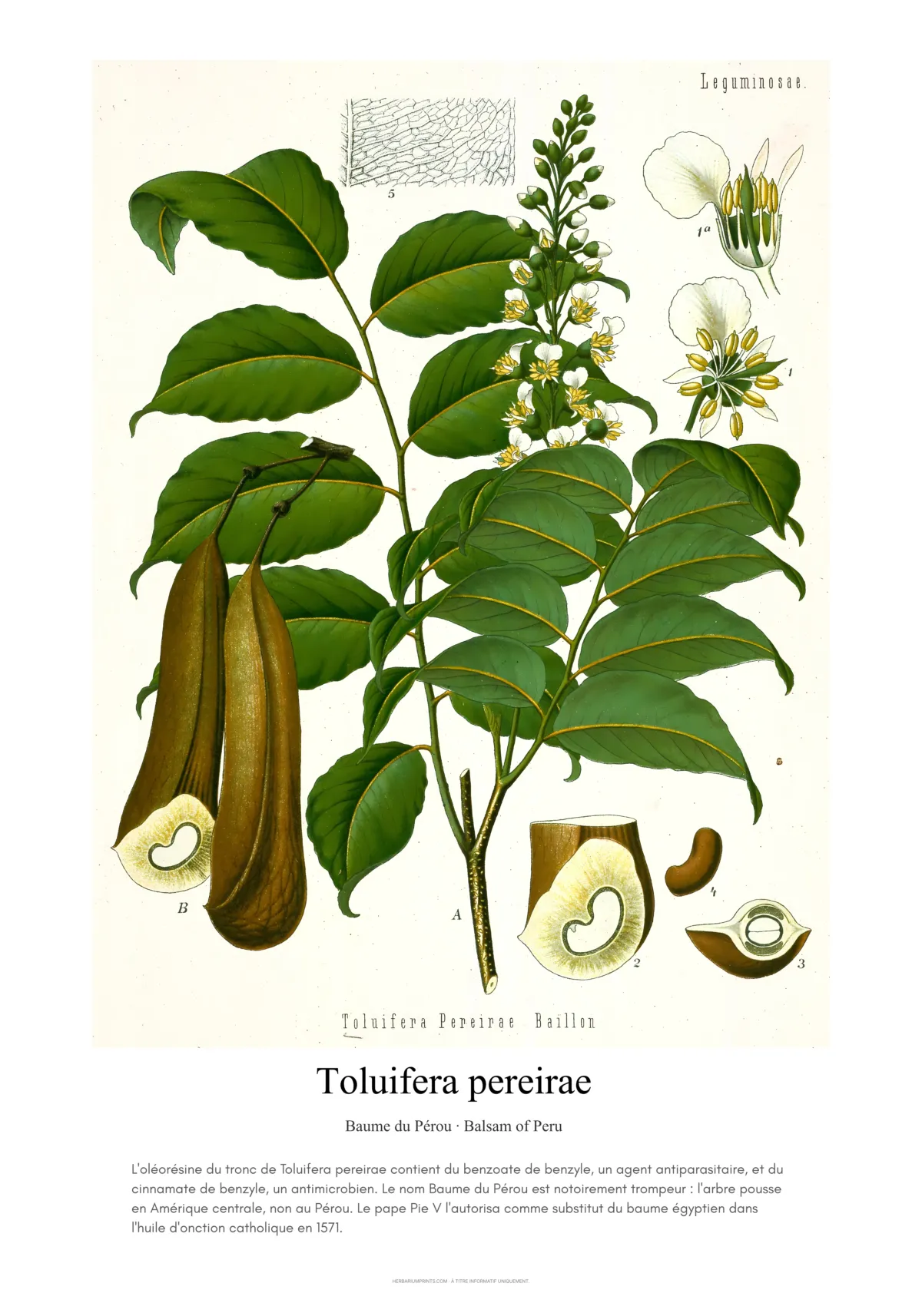 Toluifera pereirae
