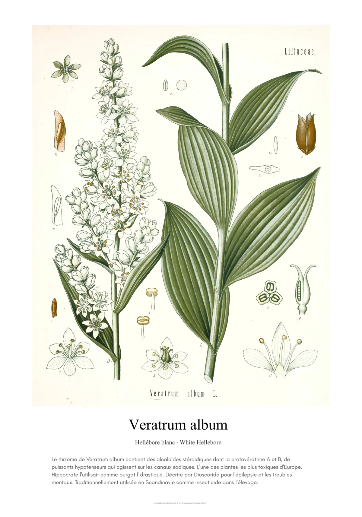 Veratrum album