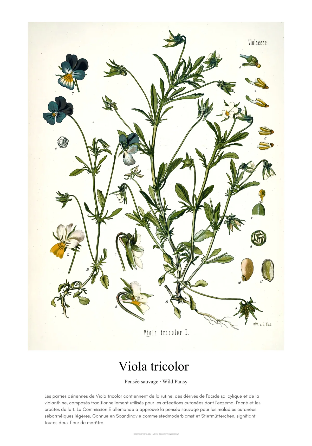 Viola tricolor