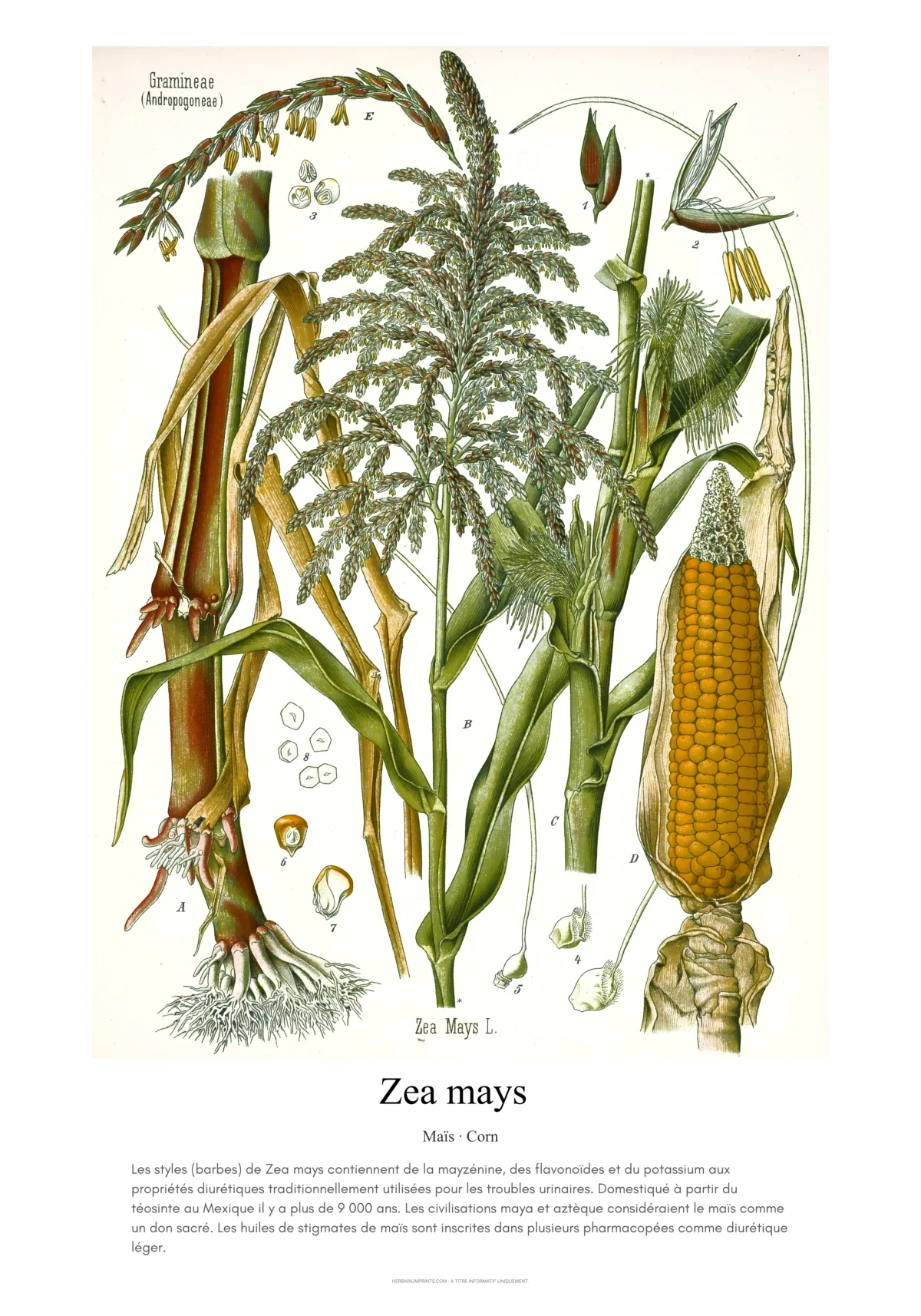 Zea mays